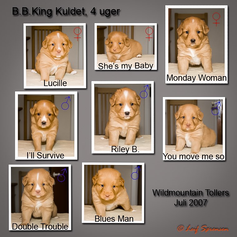 B.B. King-kuldet